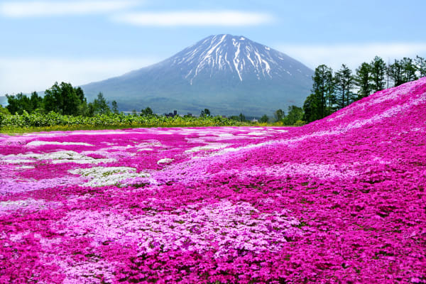 [Traveling Without Leaving Home] Say “Japan” With Flowers | Blog ...