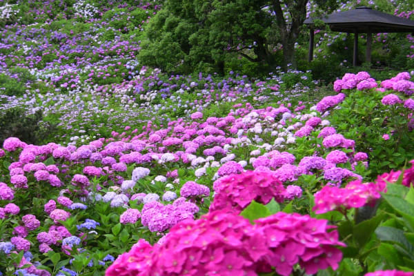 Hattori Hydrangea House