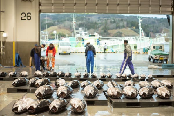 Kesennuma Fish Market