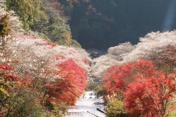 Hoa anh đào mùa đông Obara Shikizakura