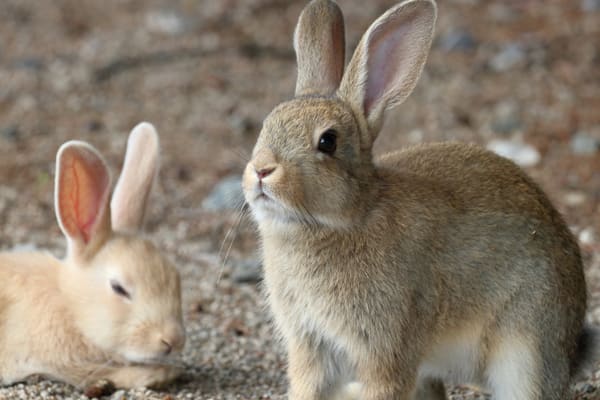 Rabbit Island (Okunoshima), Hiroshima