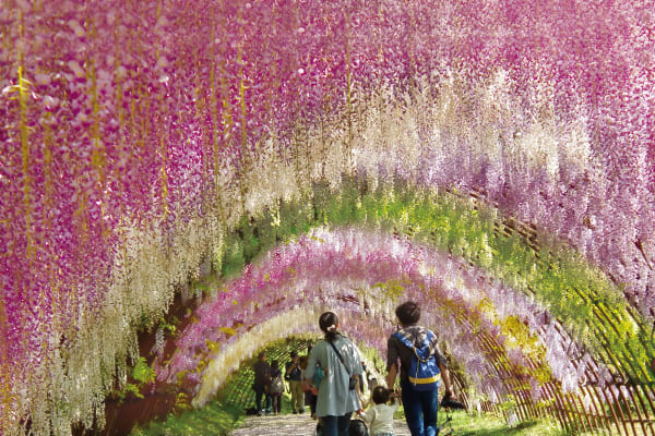 Vườn hoa tử đằng Kawachi Fuji-en