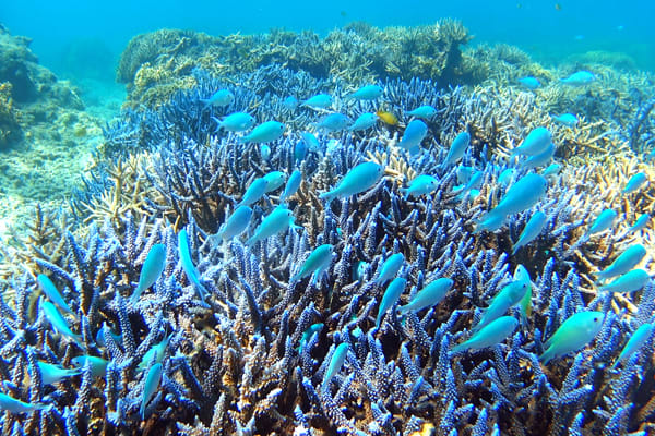 Snorkeling Guide, Coral reefs & tropical fishes, Tokashiki Island
