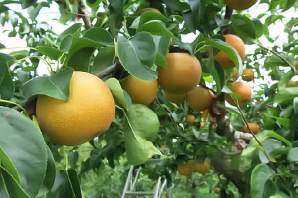 Yamagata Cherry Land and Kaminoyama Tourism Fruit Garden