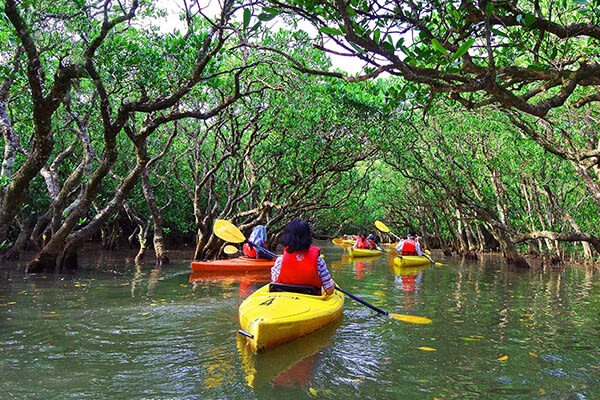 Discover Japan: Forest Bathing and Spiritual Connections [CNN]