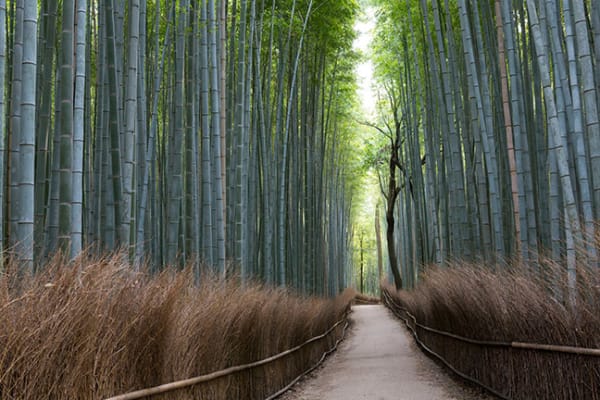 Arashiyama