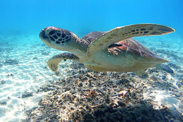 Kerama Islands, Diving Spots, You might get the chance to encounter sea turtles!