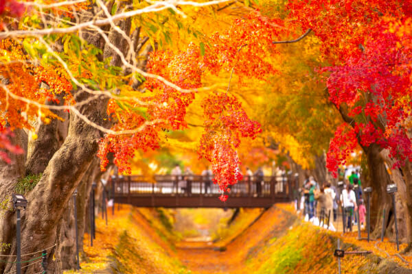 Momiji Tunnel, Yamanashi