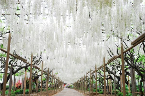 Fujinohana Monogatari