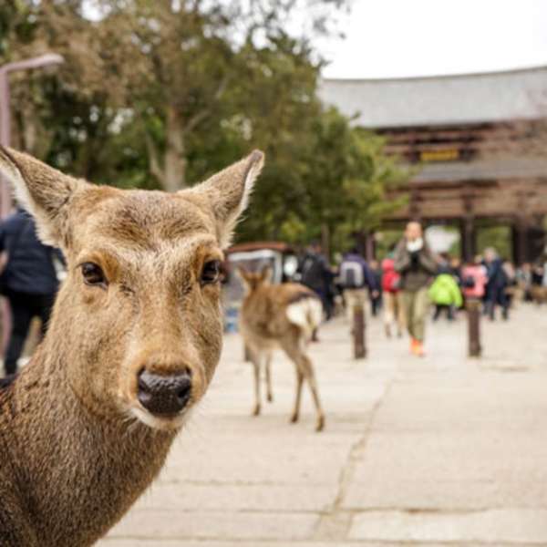 Seu guia do Japão - Organização Nacional de Turismo Japonês