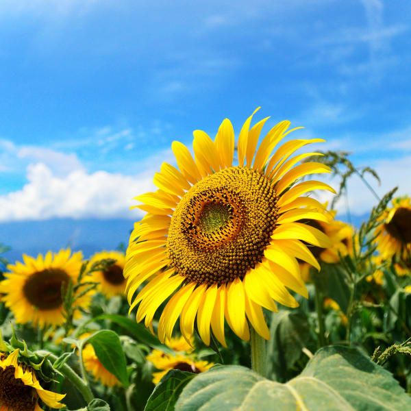 Girasoli a Hokuto