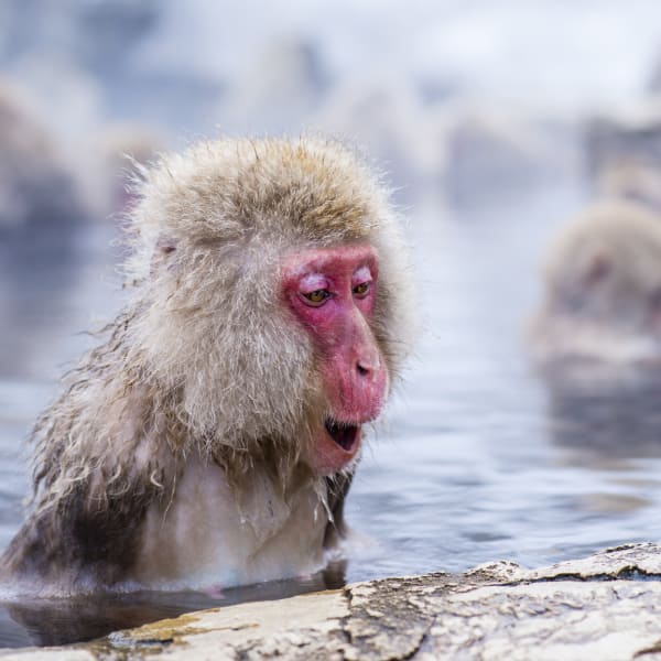 Scimmia allo Snow Monkey Park di Nagano