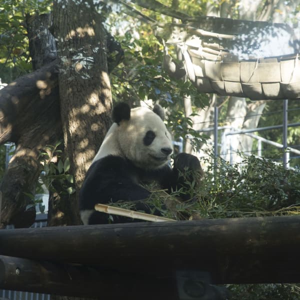 Panda gigante allo zoo di Ueno, Tokyo