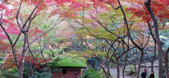 Yahiko Park Momiji-dani Valley