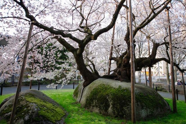 【期間限定！最安値挑戦】 The rock splitting cherry tree コレクション