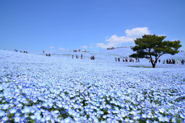 tokyo side trips winter