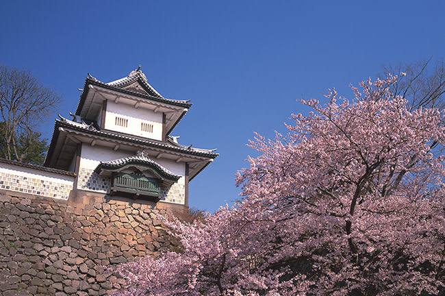 trip a deal japan cherry blossoms