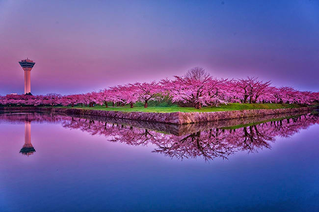 trip a deal japan cherry blossoms