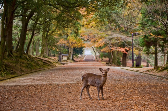 good day trips from osaka