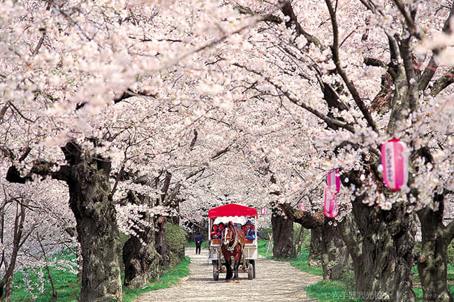 trip a deal japan cherry blossoms