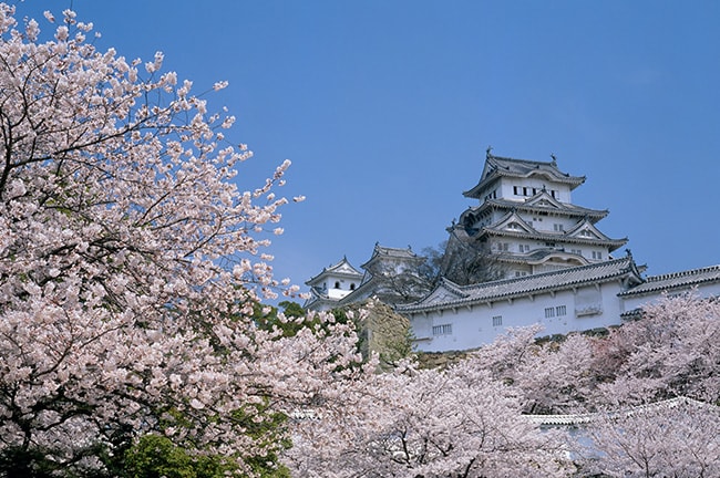 trip a deal japan cherry blossoms