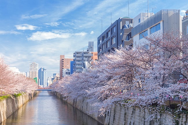 trip a deal japan cherry blossoms