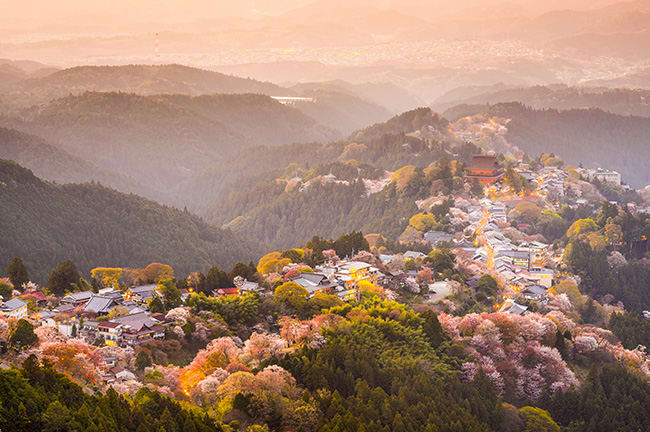 trip a deal japan cherry blossoms