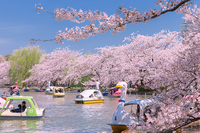 trip a deal japan cherry blossoms