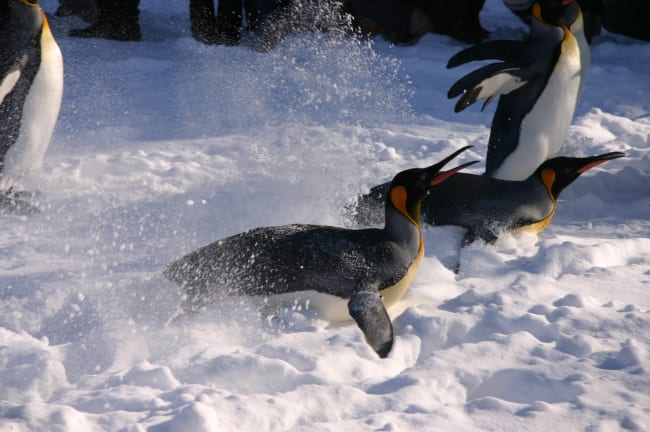 hokkaido tourist spots winter