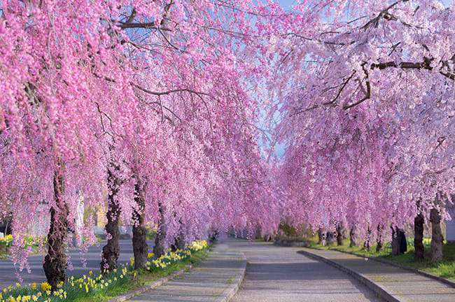 trip a deal japan cherry blossoms