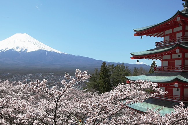 trip a deal japan cherry blossoms