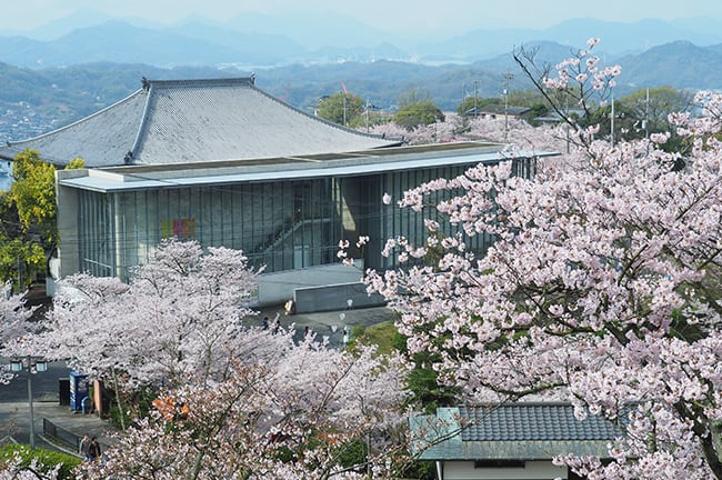 trip a deal japan cherry blossoms