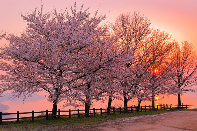 trip a deal japan cherry blossoms