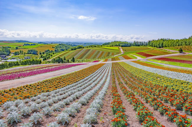 Seasonal Plants & Flowers—Expo 2027