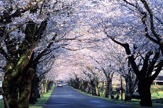 trip a deal japan cherry blossoms