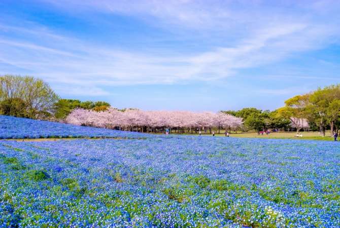 vibrant flower fields