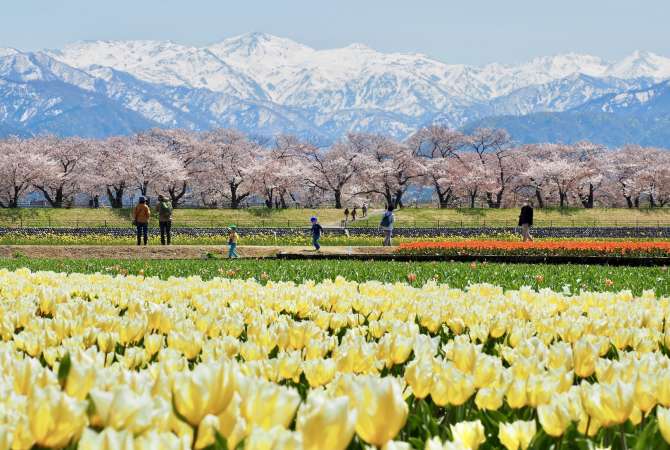 a breathtaking backdrop of cherry blossoms and snow-capped mountains