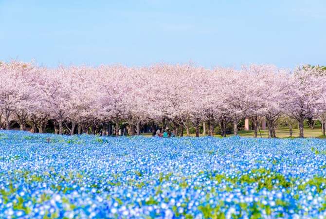 A bed of baby blue eyes (Nemophila) and cherry blossoms