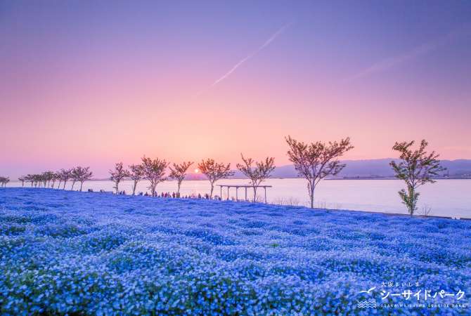 Osaka Maishima Seaside Park’s annual Nemophila Festival