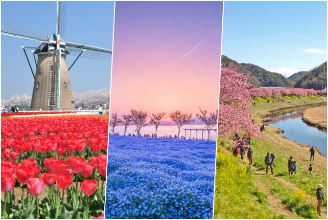 Hanami, or flower viewing in Japan