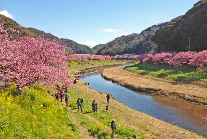 Kawazu-zakura bloom in early February during the sakura and nanohana festival in Southern Izu