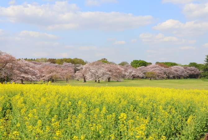 Cherry blossom season in Japan coincides with the blooming of many other spring flowers