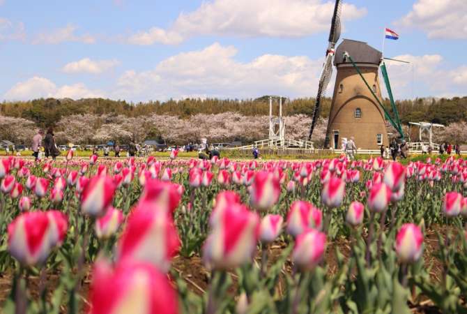 Dutch windmill serves as a symbol of friendship between Japan and the Netherlands