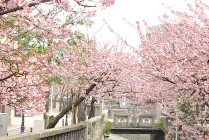 When Winter is Over: Cherry Blossoms to Catch