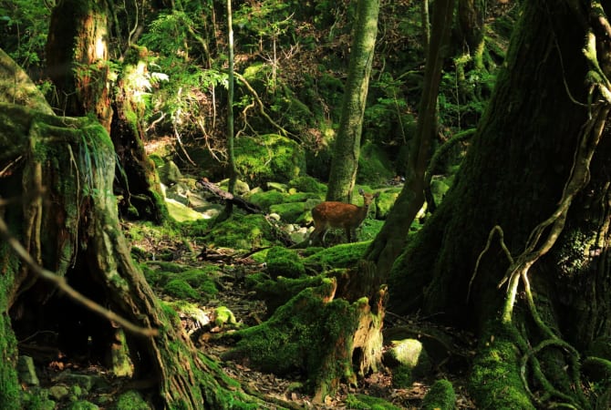 Yakushima-Insel