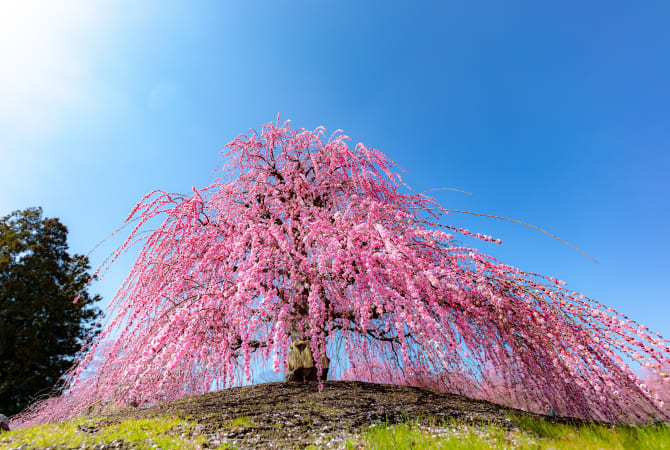 Suzuka Forest Garden in Mie | Japan's Local Treasures | Travel