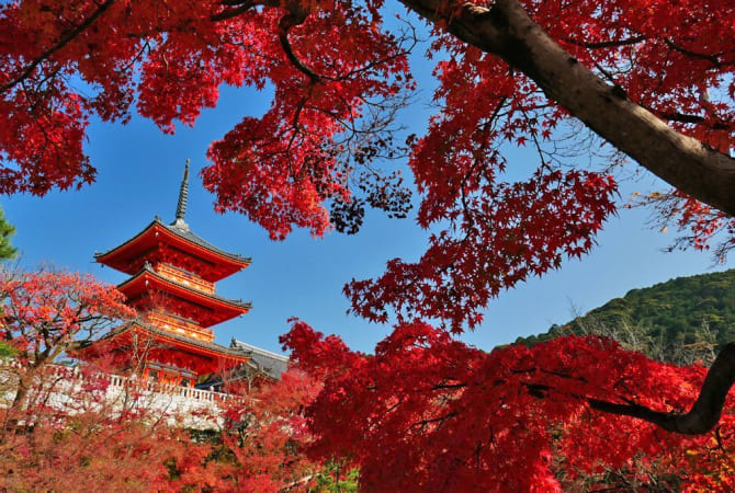 ​3 Recommended Autumn Leaf Spots in Kyoto Elusive to even Japan Connoisseurs!