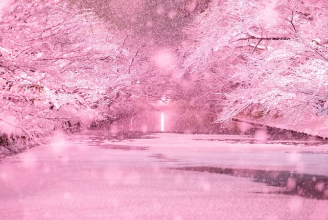 Illuminated Winter “Cherry Blossoms”