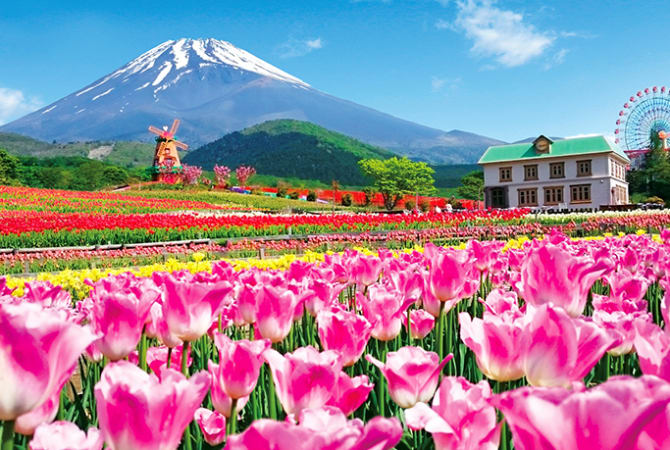Heavenly Tulip Festival