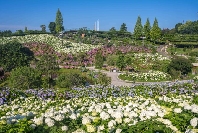 Kazahaya no Sato Hydrangea Festival